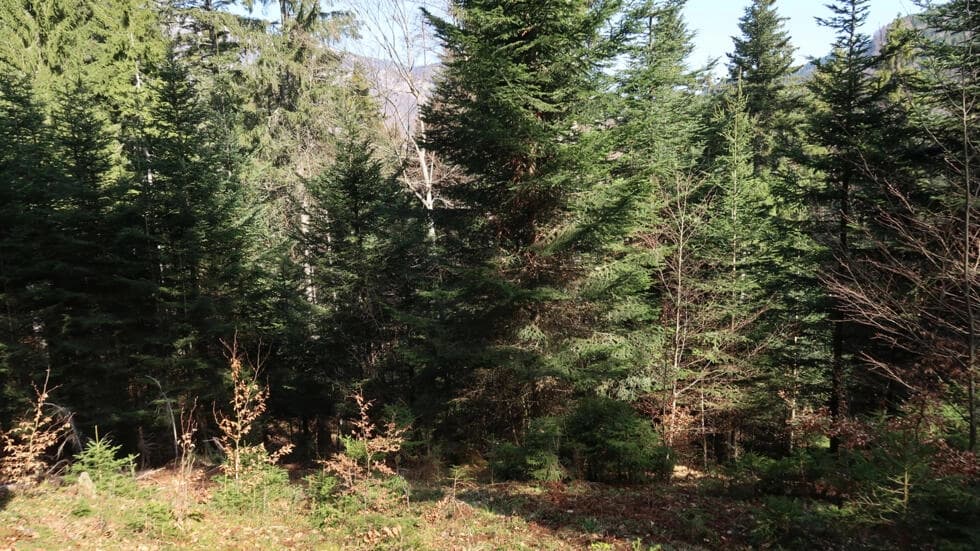 エコロジー image